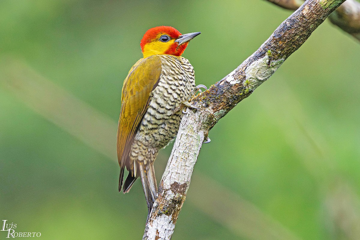 Carpintero Gorjigualdo - ML642756860