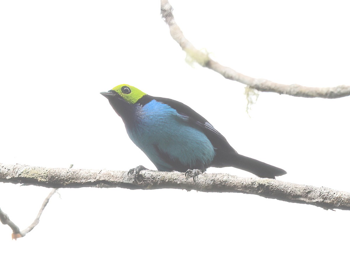 Paradise Tanager - ML642756874