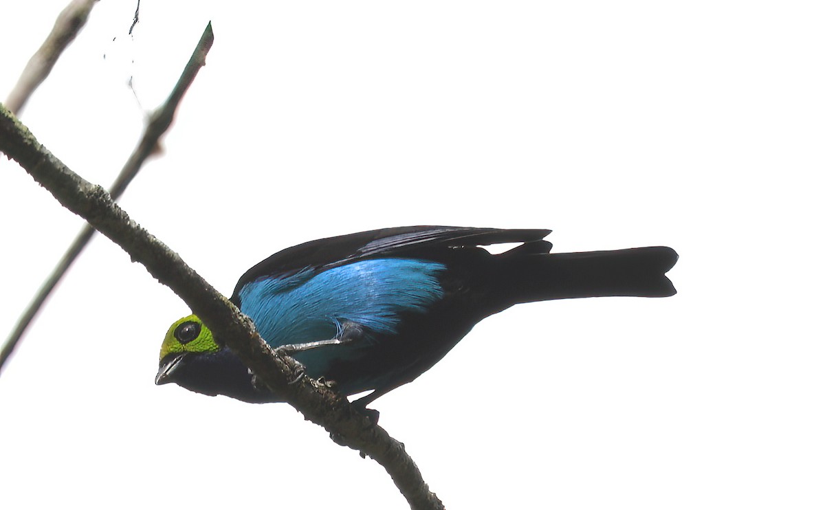 Paradise Tanager - ML642756875