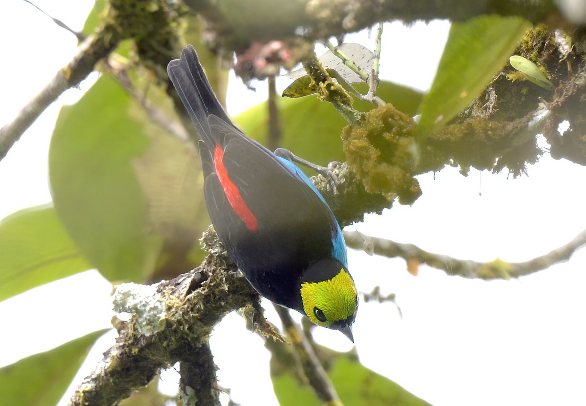Paradise Tanager - ML642756876