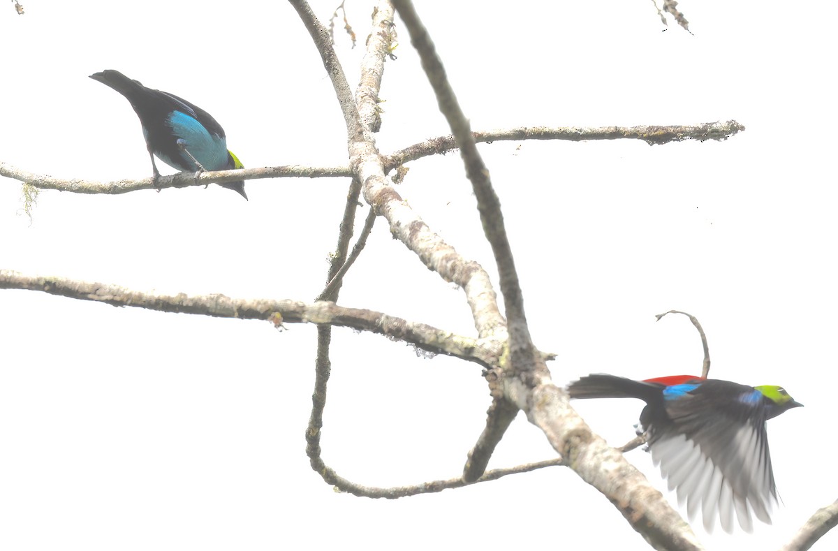 Paradise Tanager - ML642756877