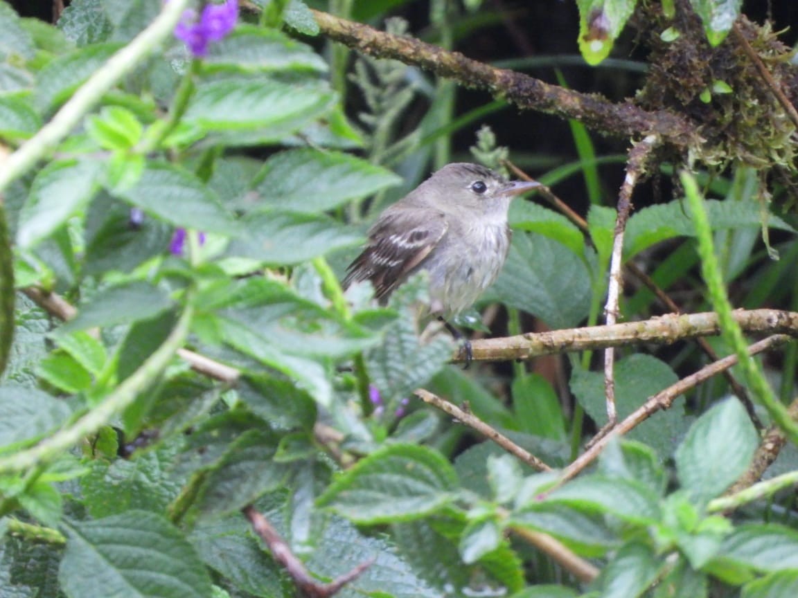 Alder Flycatcher - ML642756885