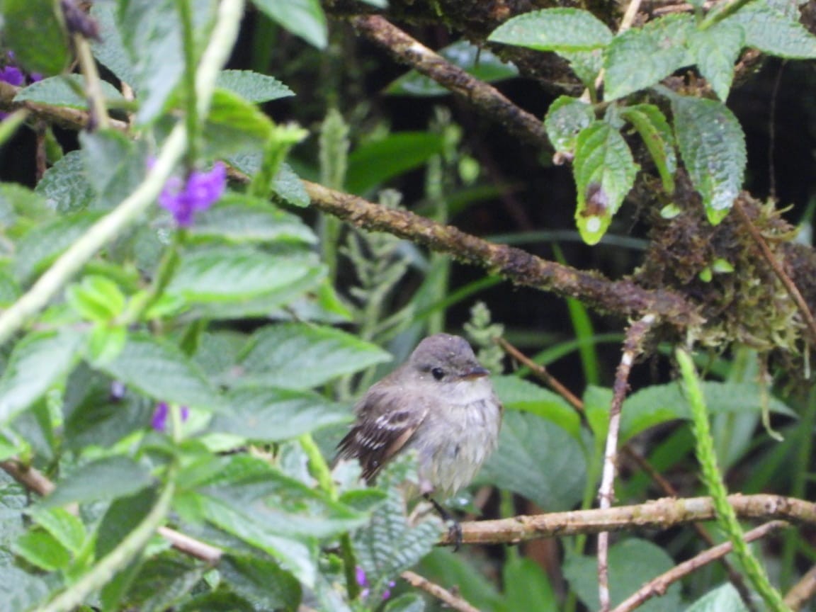 Alder Flycatcher - ML642756886