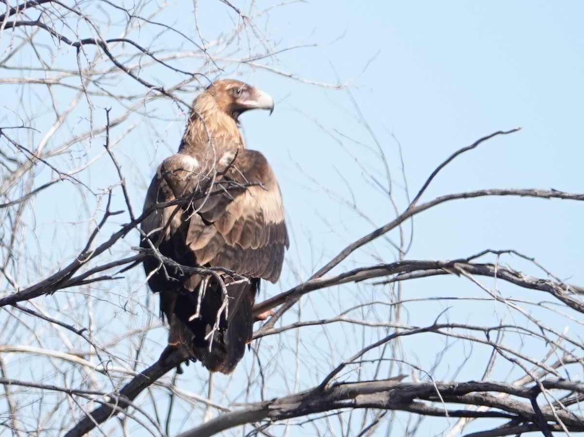 Wedge-tailed Eagle - ML642756890