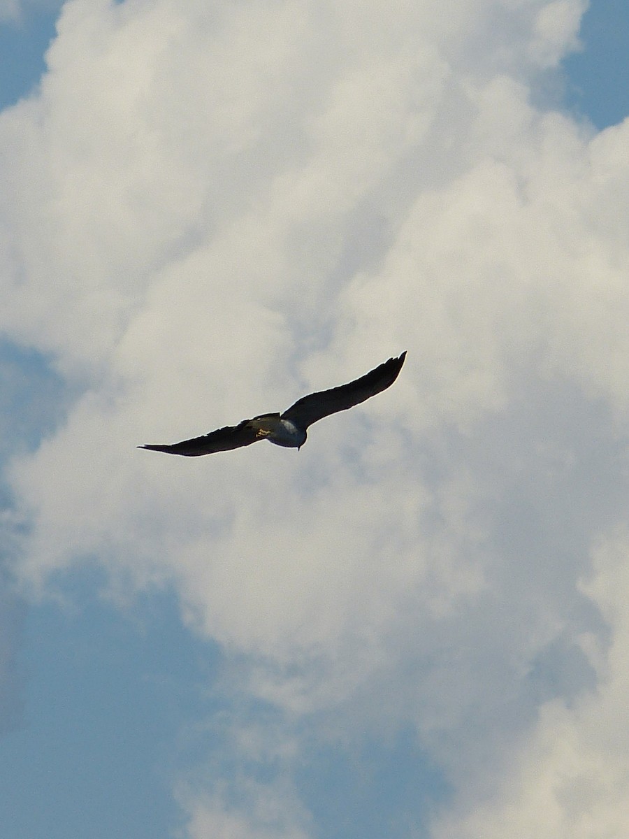 White-tailed Hawk - ML642756894