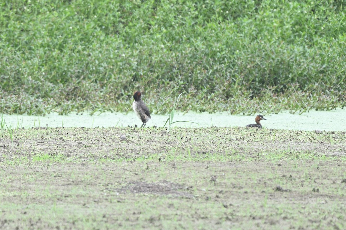 Little Grebe (Little) - ML642756900