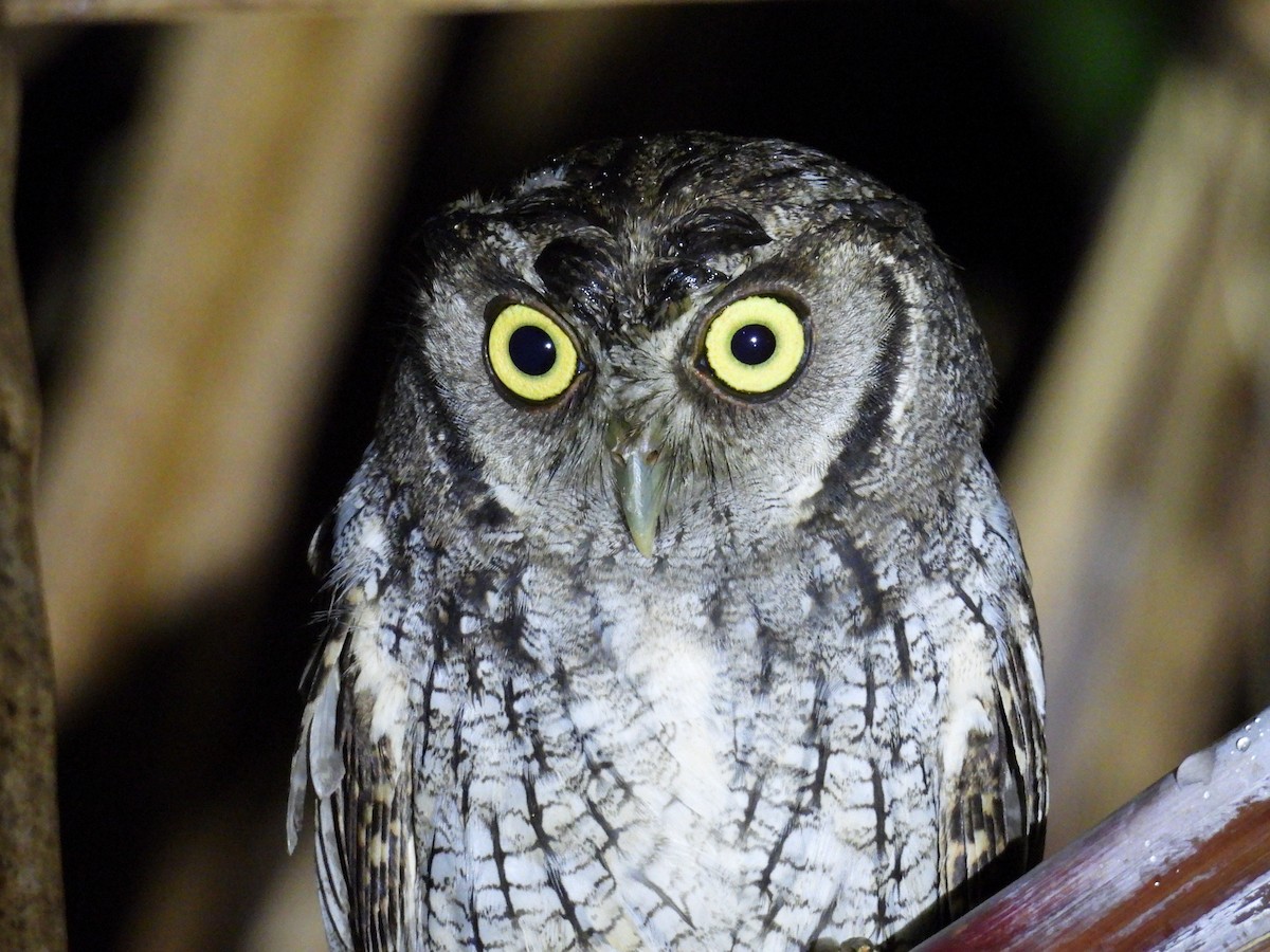 Tropical Screech-Owl - ML642756902