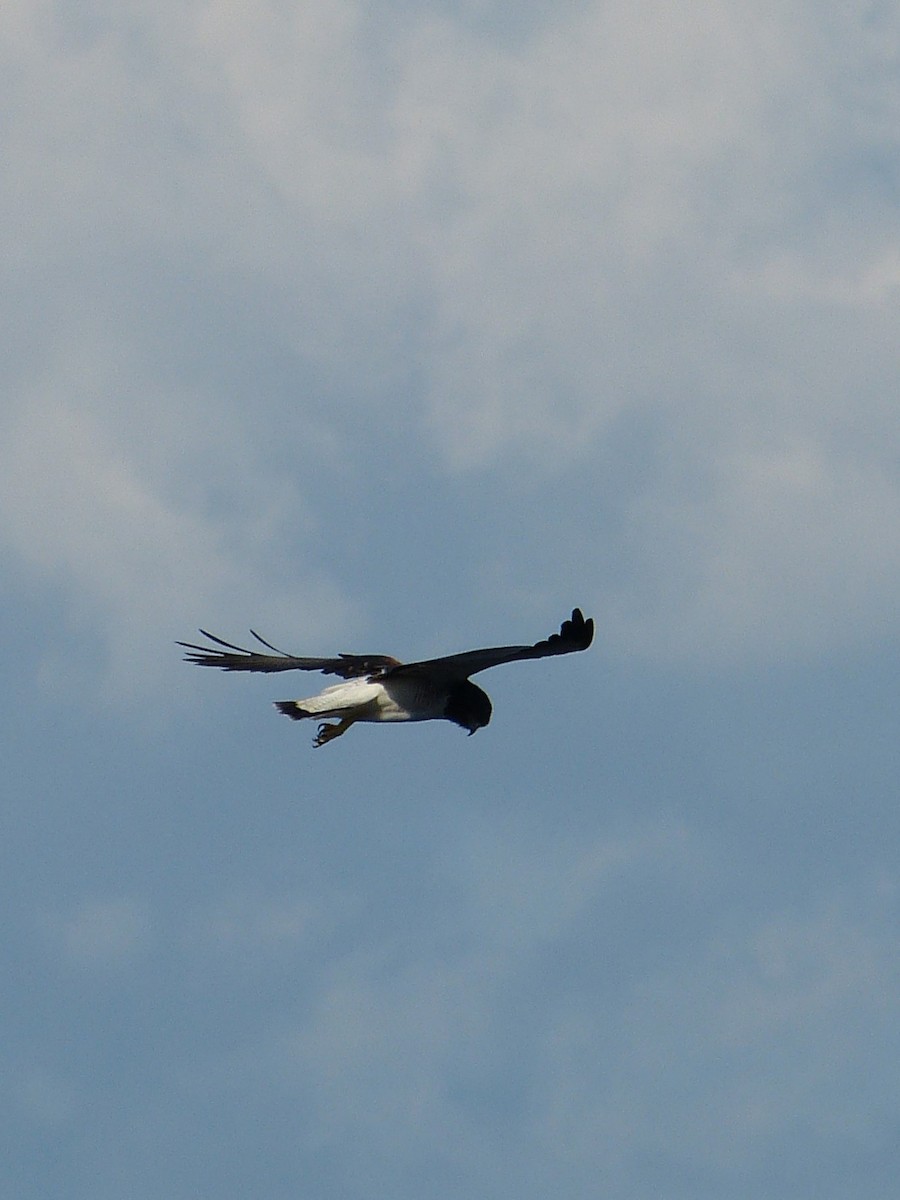 White-tailed Hawk - ML642756903