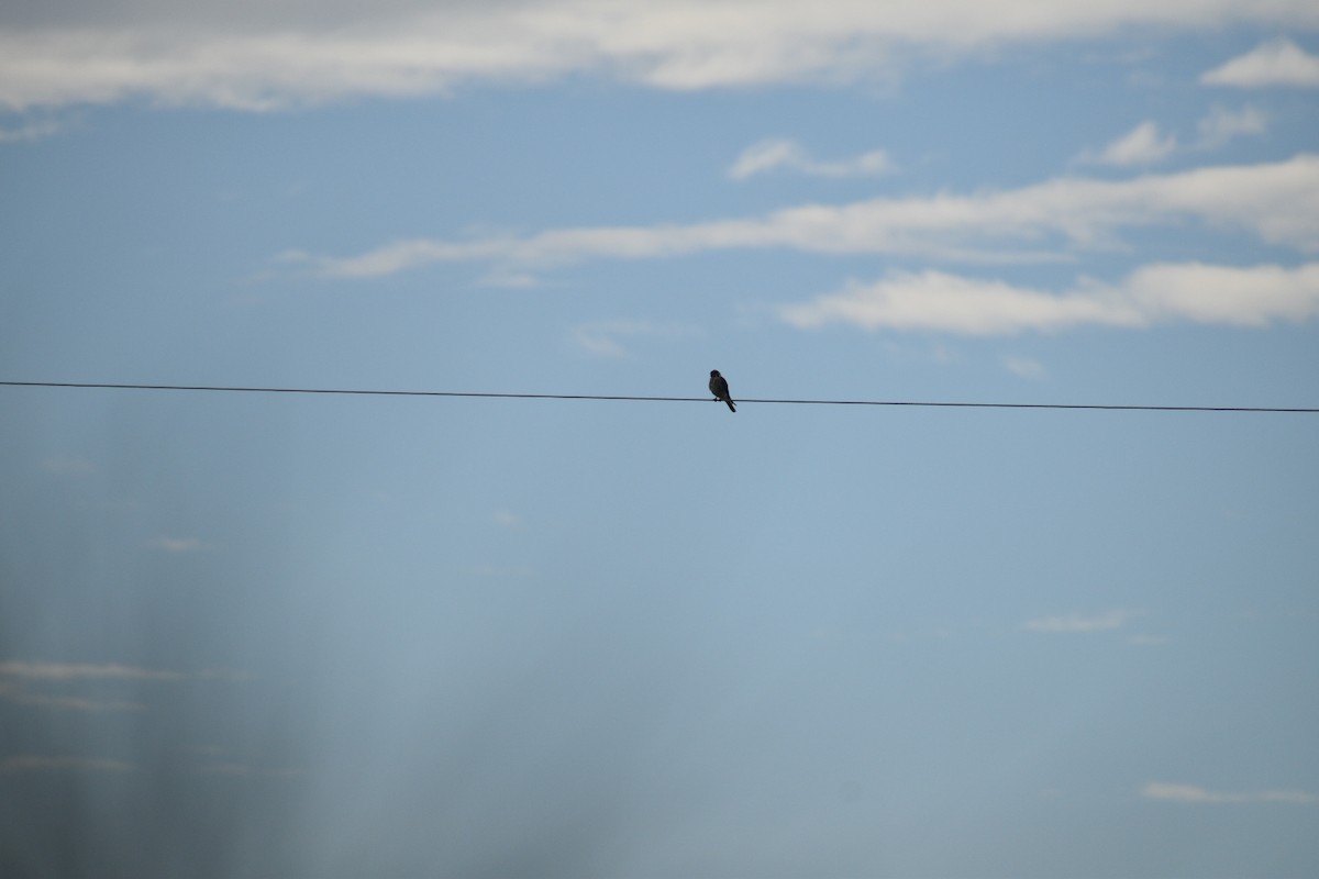 American Kestrel - ML642756920