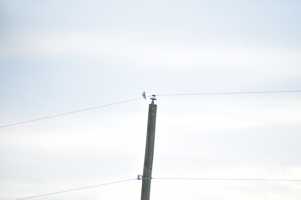 American Kestrel - ML642756921