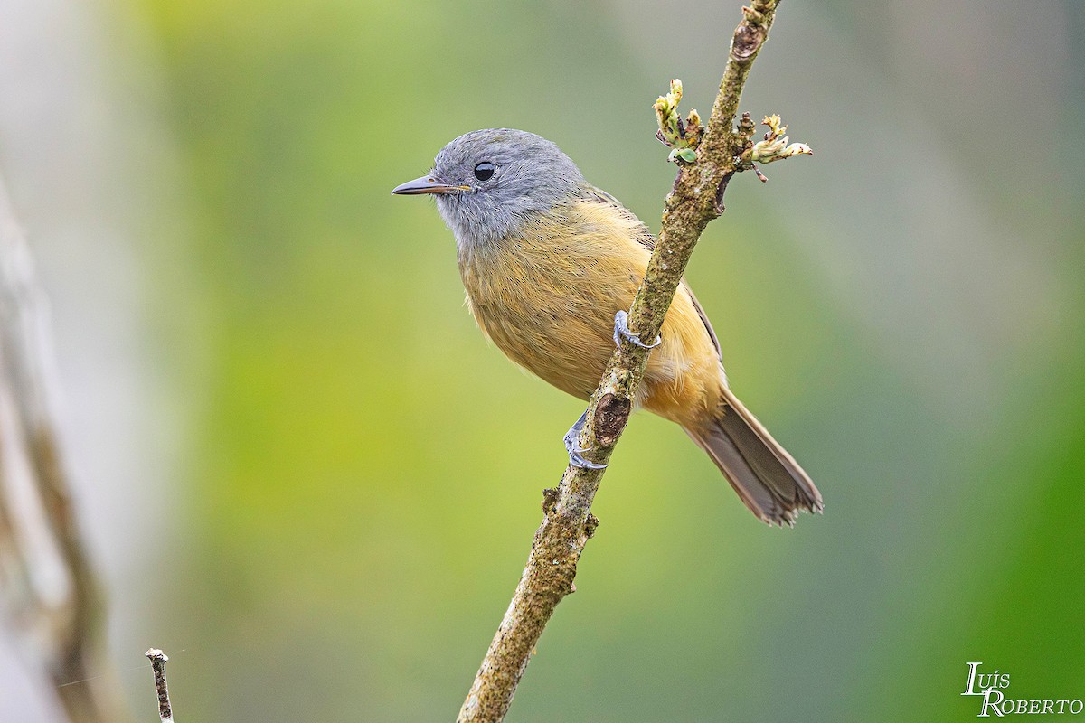 Gray-hooded Flycatcher - ML642756923