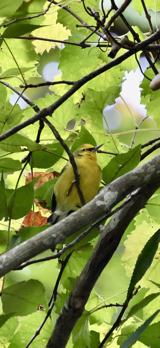 Blue-winged Warbler - ML642756924