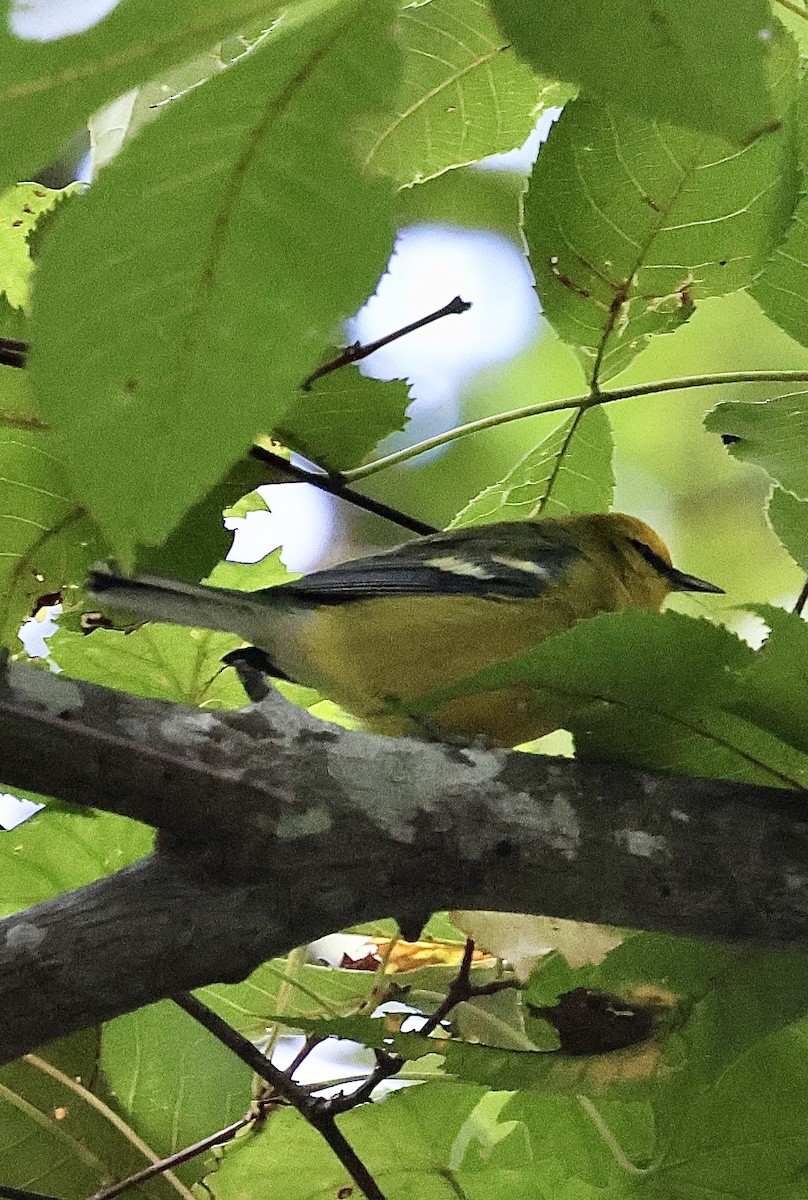 Blue-winged Warbler - ML642756925