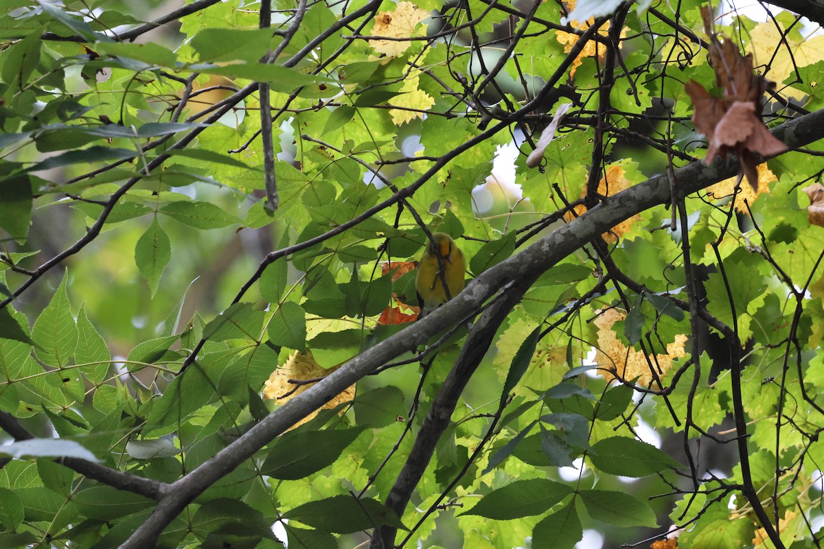 Blue-winged Warbler - ML642756926