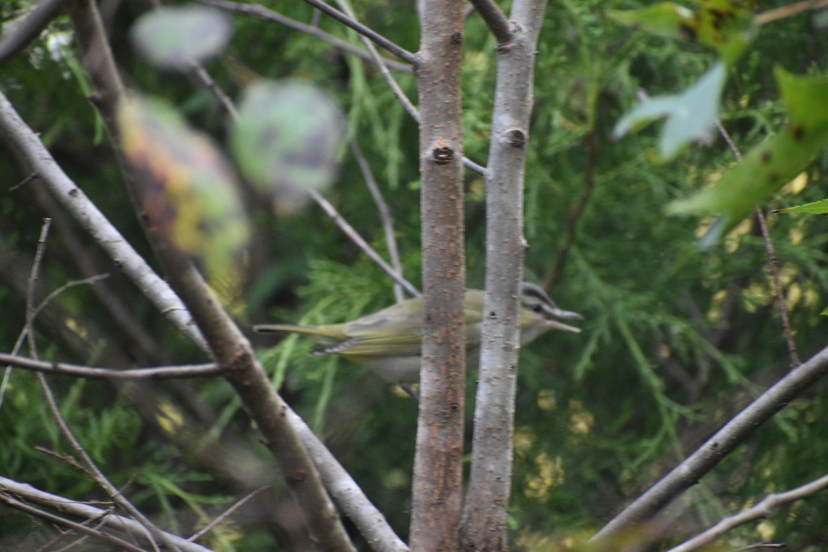 Vireo occhirossi - ML642756929