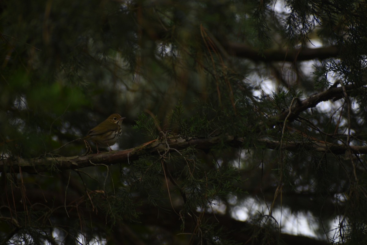 Ovenbird - ML642756938