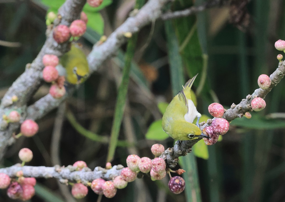 Swinhoe's White-eye - ML642756942