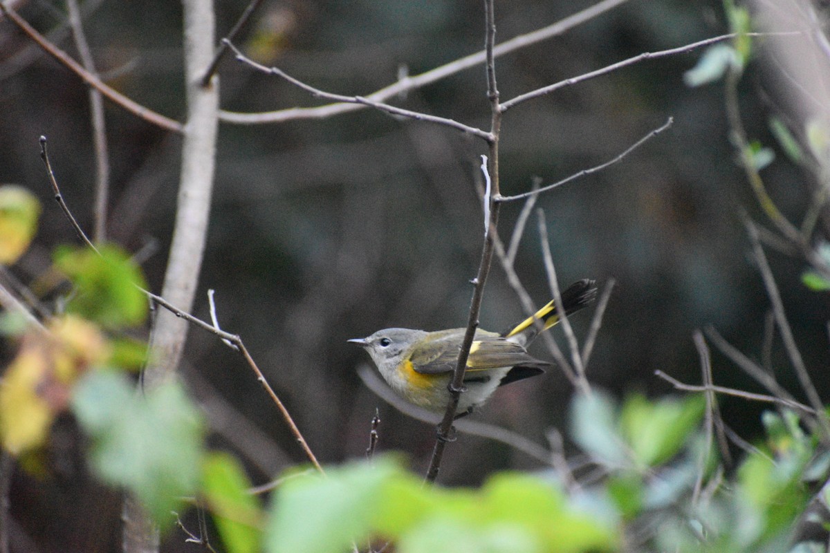 American Redstart - ML642756944