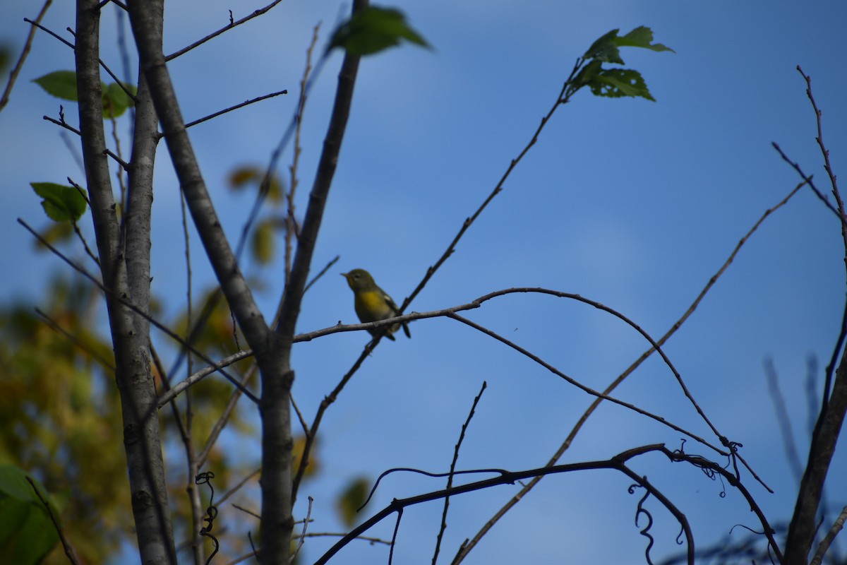 Northern Parula - ML642756947