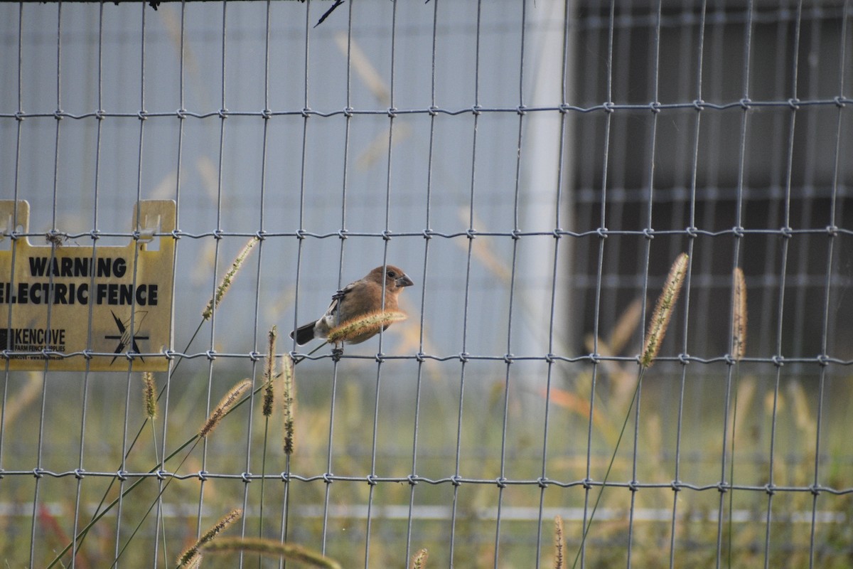 Blue Grosbeak - ML642756956