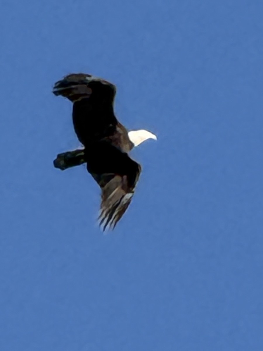 Bald Eagle - ML642756981