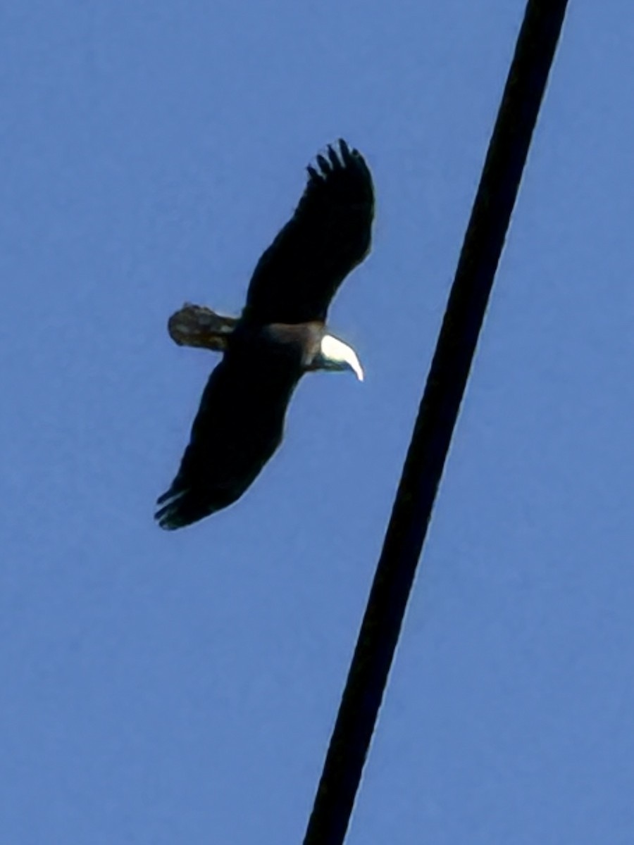 Bald Eagle - ML642756982