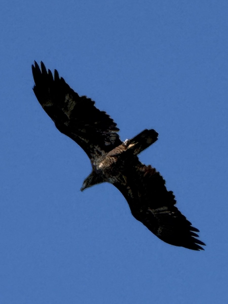 Bald Eagle - ML642756983