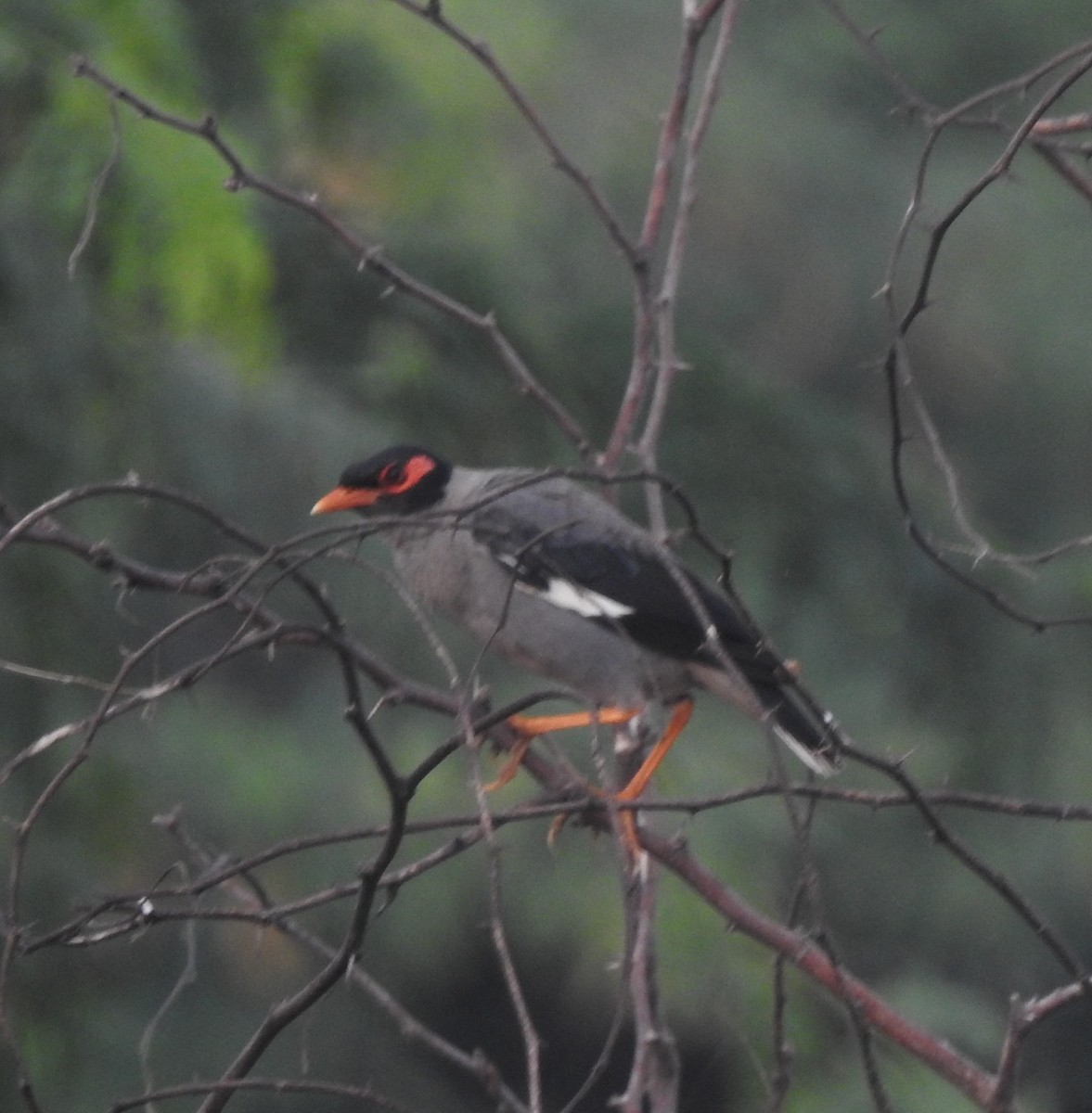 Bank Myna - ML642756992