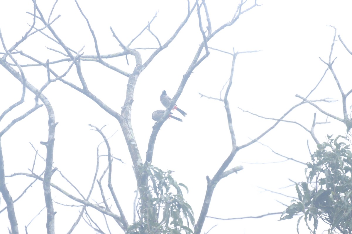 bulbul šupinkový - ML642756994