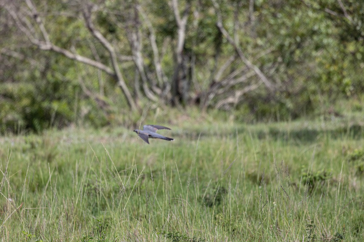 African Cuckoo - ML642757012