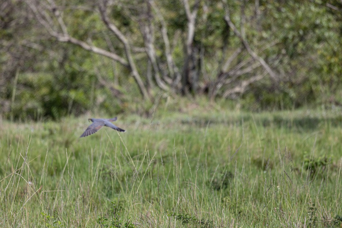 African Cuckoo - ML642757013