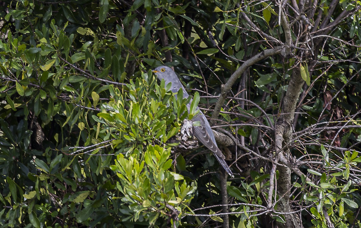 African Cuckoo - ML642757014