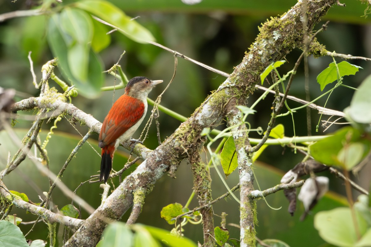Scarlet-backed Woodpecker - ML642757020