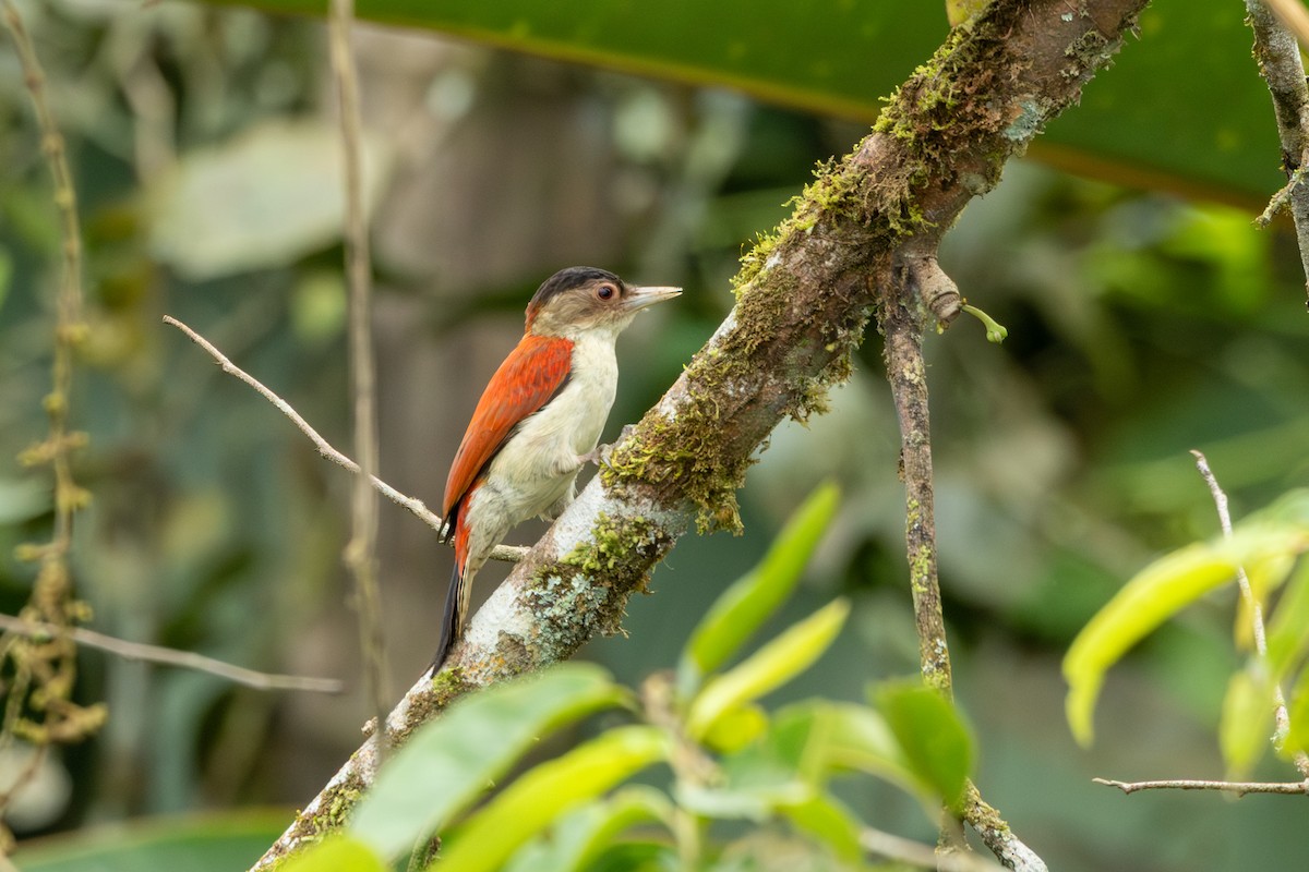 Scarlet-backed Woodpecker - ML642757021