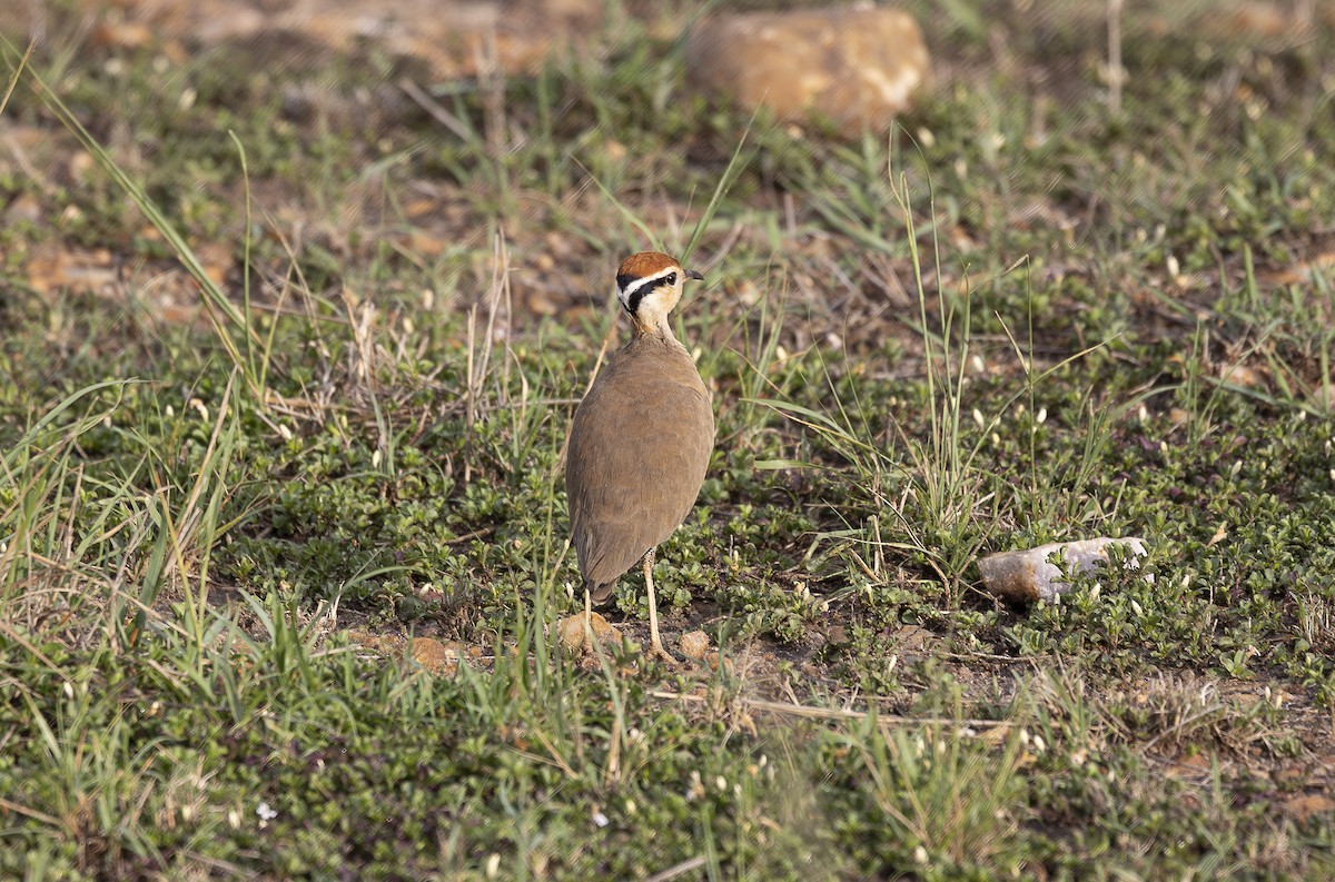 Temminckrennvogel - ML642757027