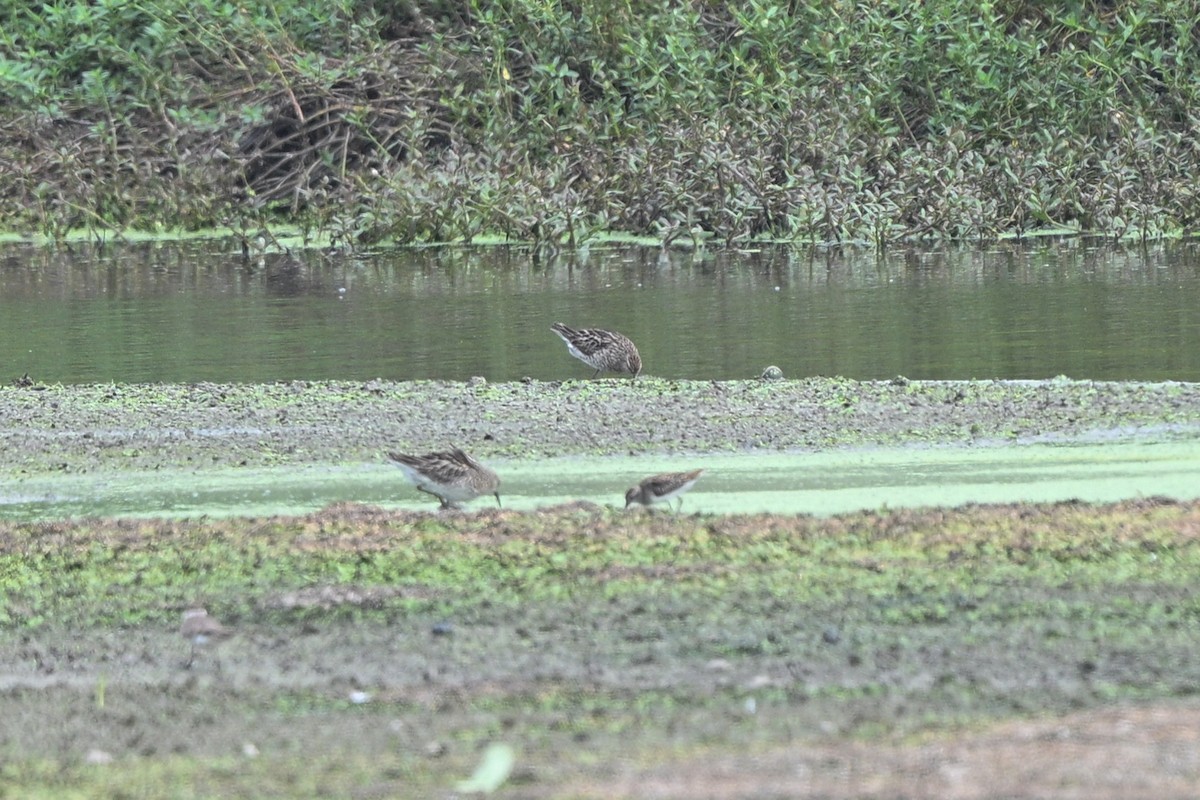 Sharp-tailed Sandpiper - ML642757037