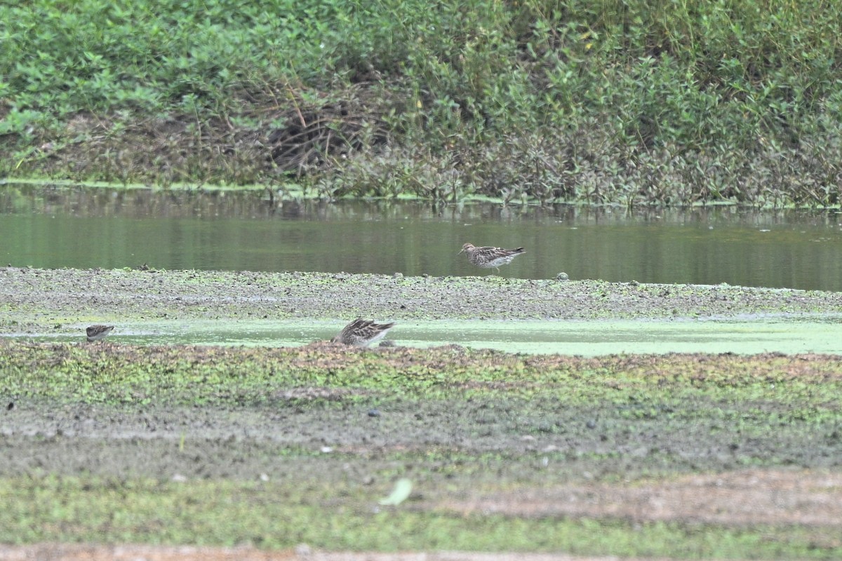Sharp-tailed Sandpiper - ML642757038