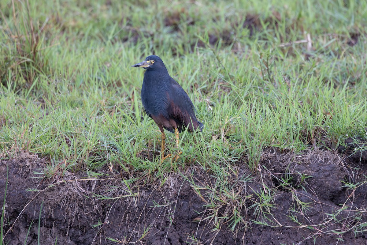 Rufous-bellied Heron - ML642757045