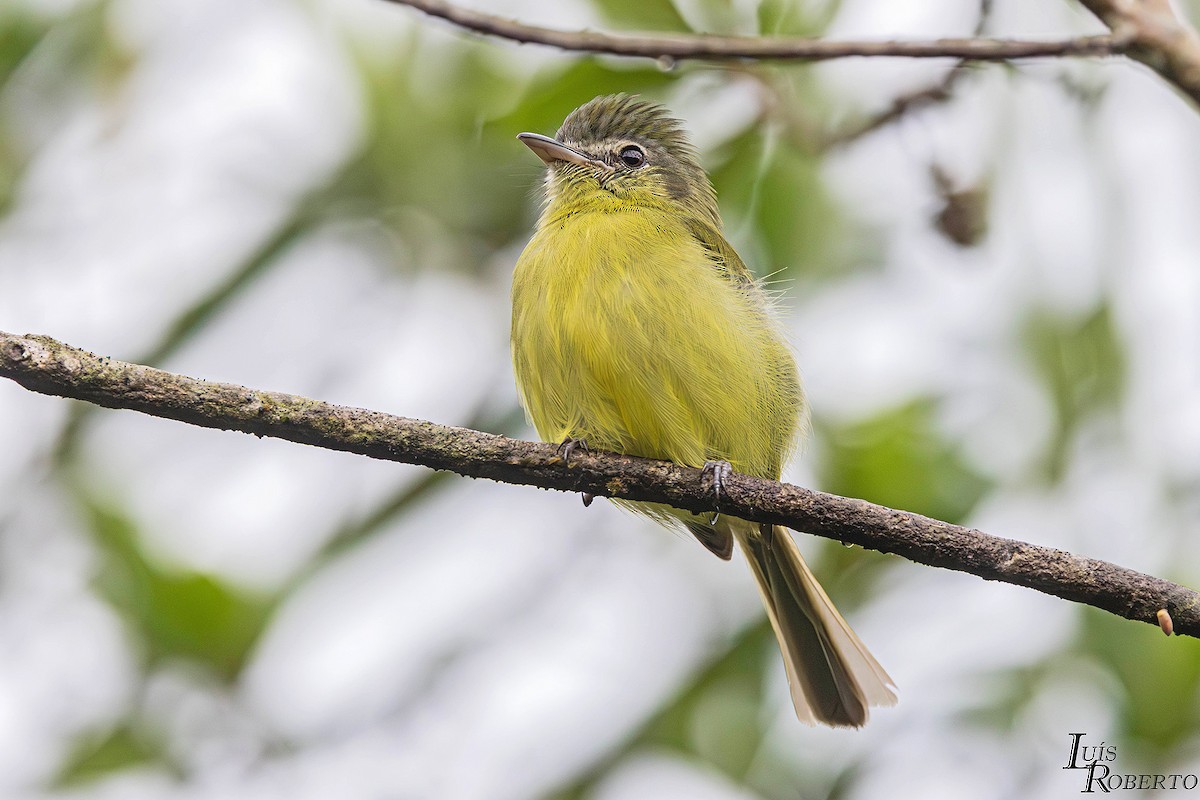 Yellow-olive Flatbill - ML642757057
