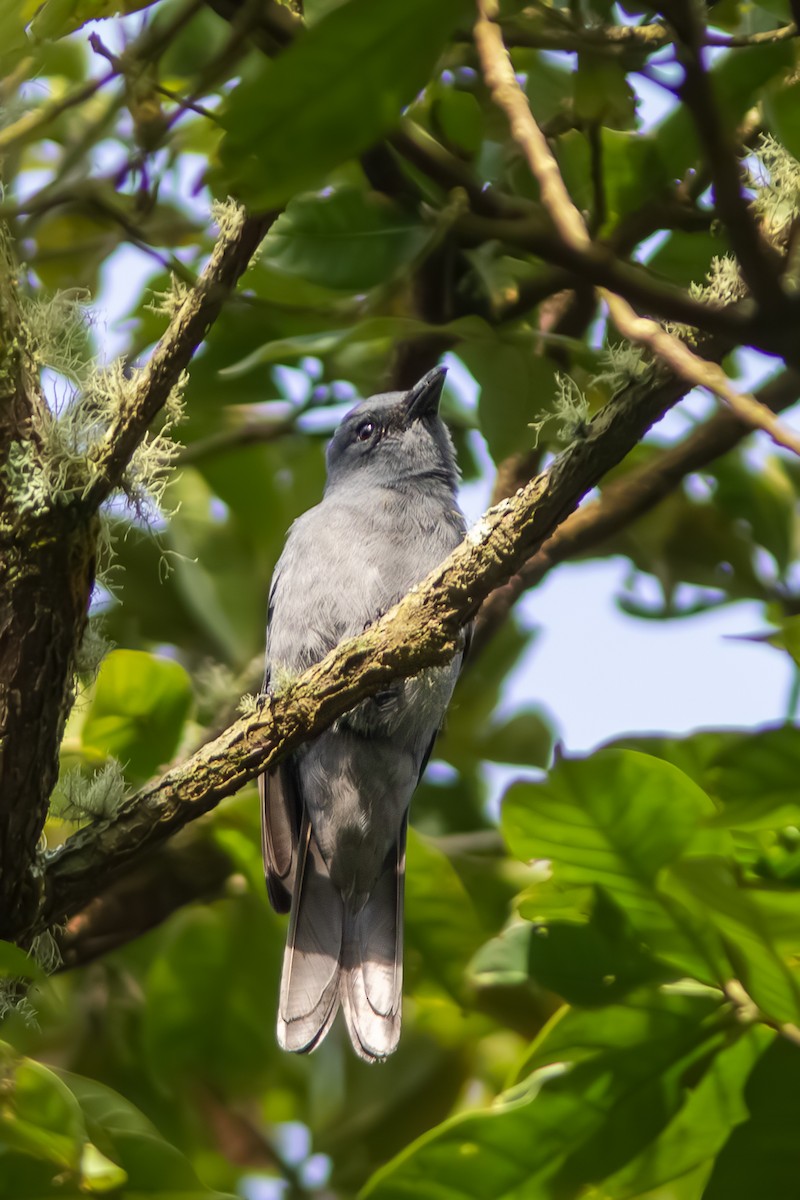Sunda Cuckooshrike - ML642757069