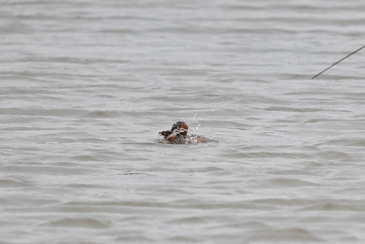 Little Grebe (Little) - ML642757075
