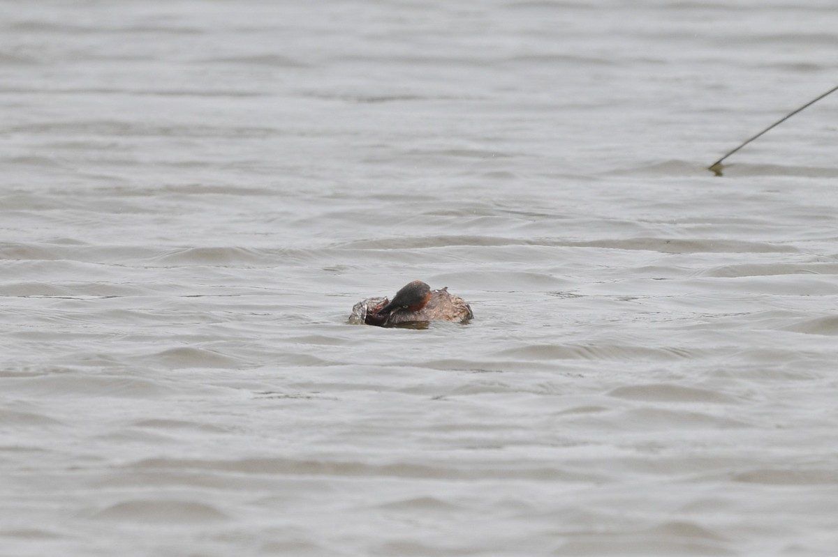 Little Grebe (Little) - ML642757076