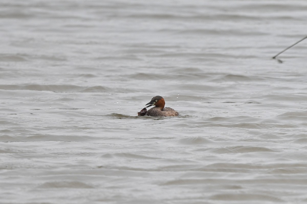 Little Grebe (Little) - ML642757077