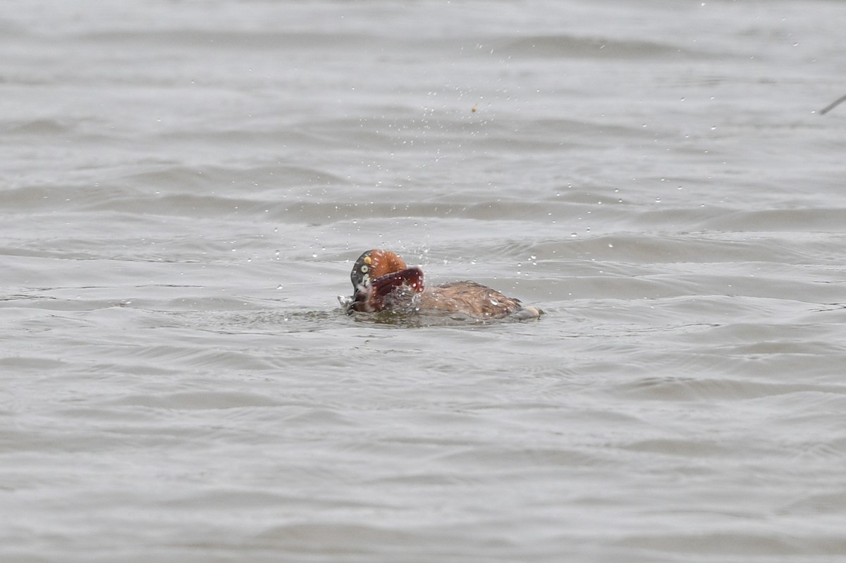 Little Grebe (Little) - ML642757078