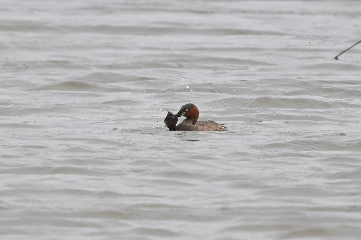 Little Grebe (Little) - ML642757079