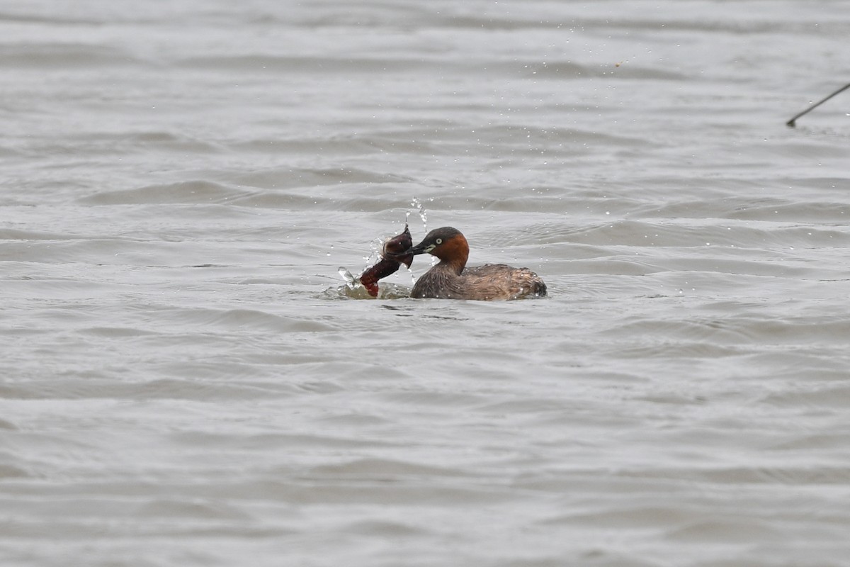 Little Grebe (Little) - ML642757080