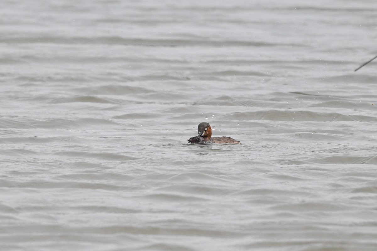 Little Grebe (Little) - ML642757081