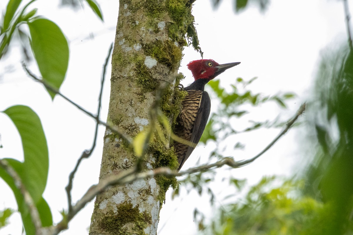 Guayaquil Woodpecker - ML642757097