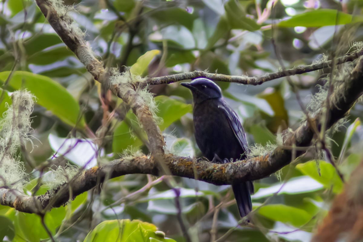 Sundaschnäpperdrossel - ML642757105