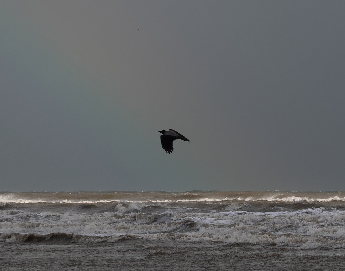 Hooded Crow - ML642757113
